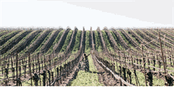 Desktop Screenshot of casadumetzwines.com